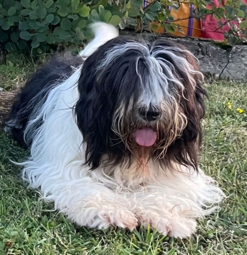 CH. ThaÏ Des Loustics De Pen Ar Bed