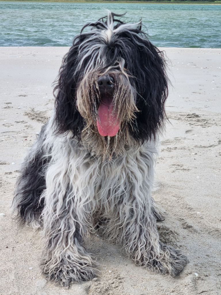 CH. R'teyss Du Bosquet Des Elfes