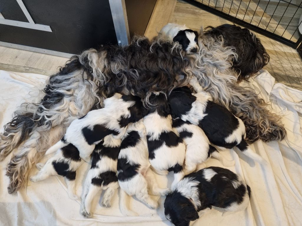 Schapendoes - Des Loustics De Pen Ar Bed