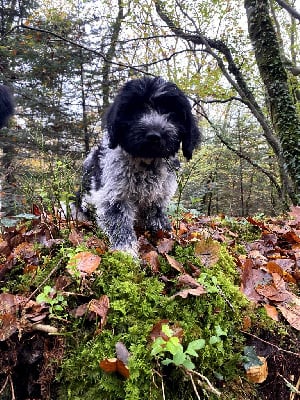 Les chiots de Schapendoes