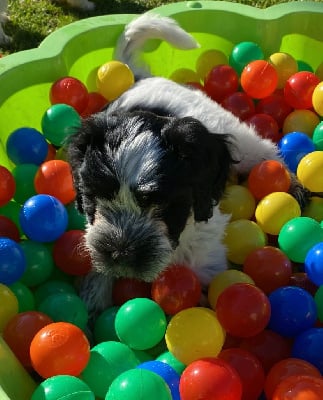 Les chiots de Schapendoes