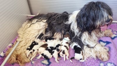 Les chiots de Schapendoes