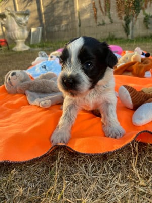 Les chiots de Schapendoes