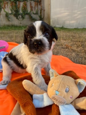 Les chiots de Schapendoes