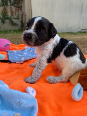 Les chiots de Schapendoes