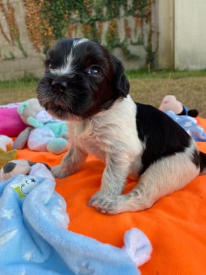 Les chiots de Schapendoes