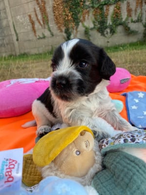 Les chiots de Schapendoes