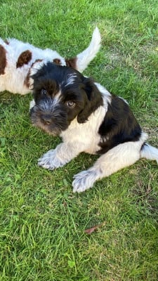 Les chiots de Schapendoes