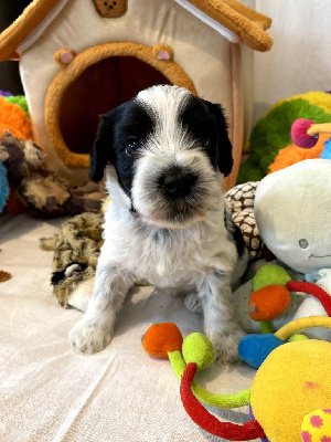 Les chiots de Schapendoes