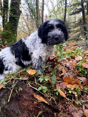 Les chiots de Schapendoes