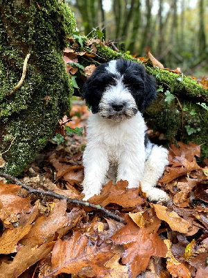 Les chiots de Schapendoes