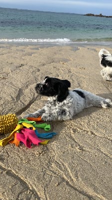 Les chiots de Schapendoes