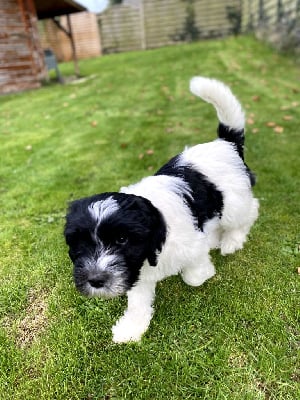 Les chiots de Schapendoes