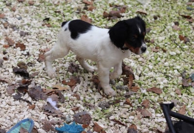 Les chiots de Epagneul Breton