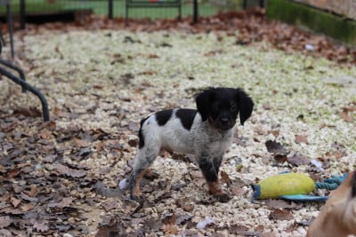 Les chiots de Epagneul Breton