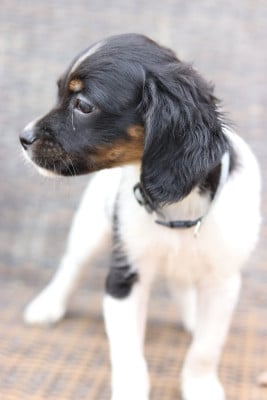 Les chiots de Epagneul Breton