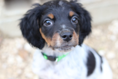 Les chiots de Epagneul Breton