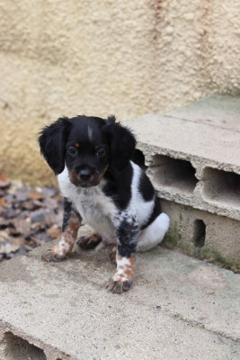 Les chiots de Epagneul Breton