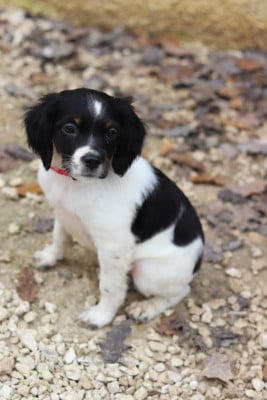 Les chiots de Epagneul Breton