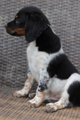 Les chiots de Epagneul Breton