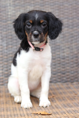 Les chiots de Epagneul Breton