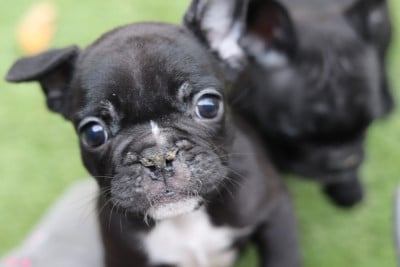 Les chiots de Bouledogue français