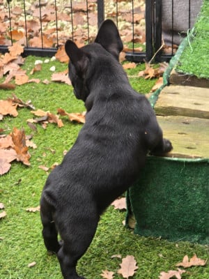 Les chiots de Bouledogue français
