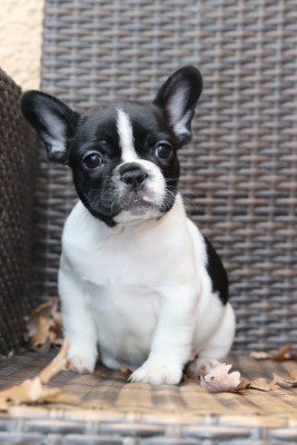 Les chiots de Bouledogue français