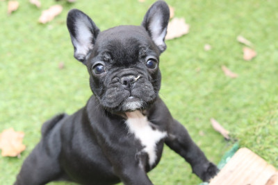 Les chiots de Bouledogue français