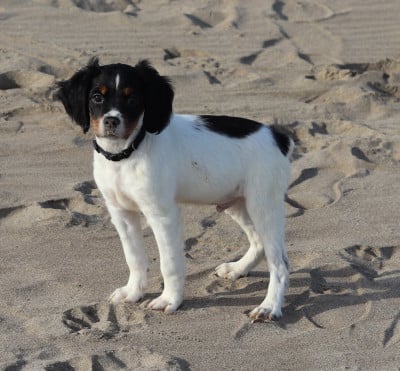 Les chiots de Epagneul Breton