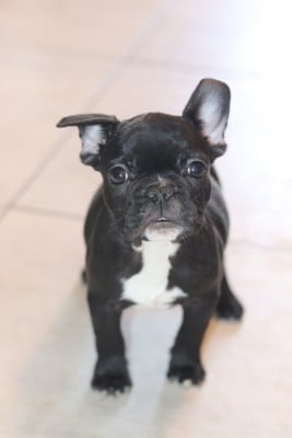 Les chiots de Bouledogue français