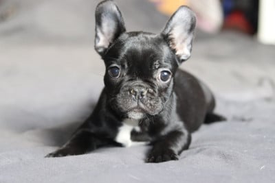 Les chiots de Bouledogue français