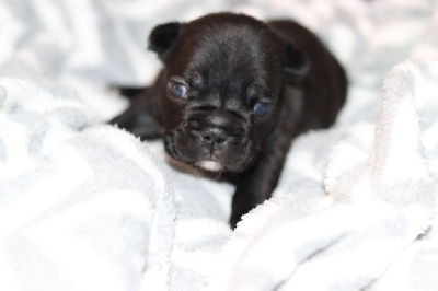 Les chiots de Bouledogue français