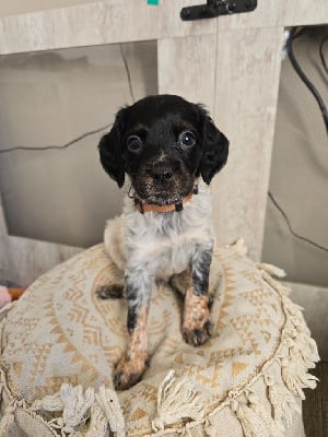 Les chiots de Epagneul Breton