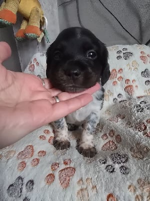 Les chiots de Epagneul Breton