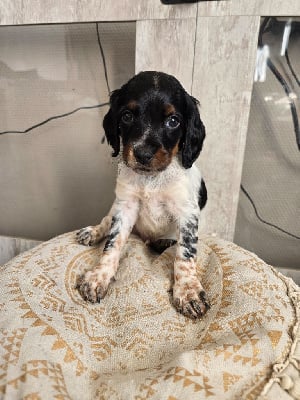 Les chiots de Epagneul Breton