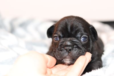 Les chiots de Bouledogue français