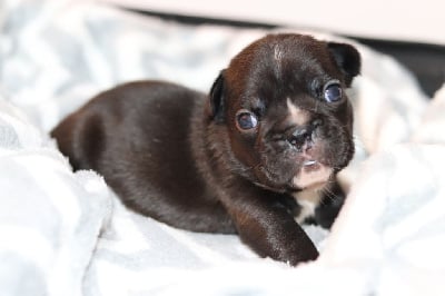 Les chiots de Bouledogue français
