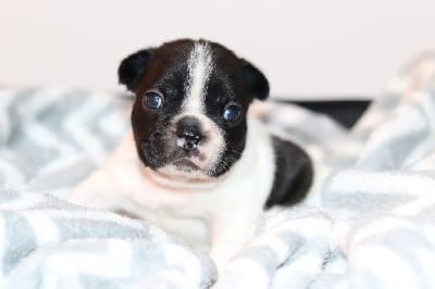 Les chiots de Bouledogue français