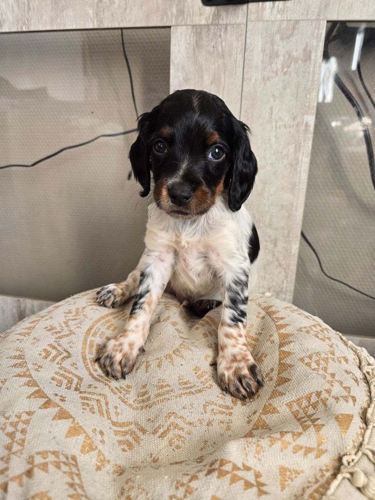 Aslow - Epagneul Breton