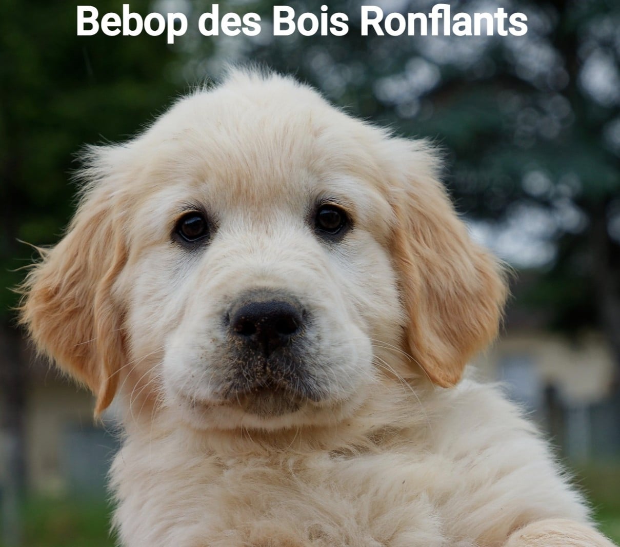 Bebop des Bois Ronflants