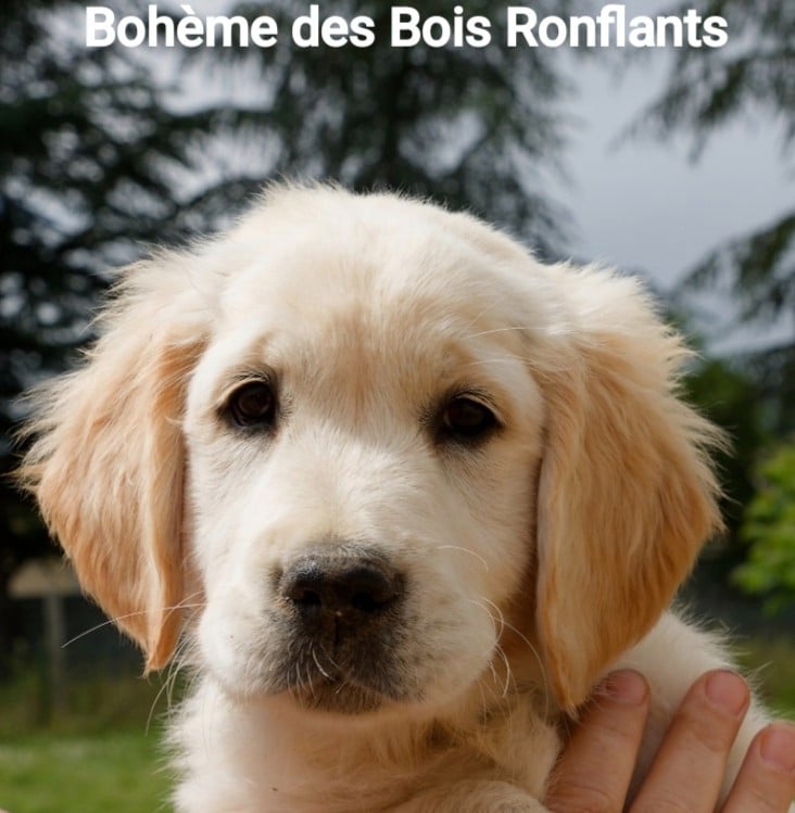 Bohème des Bois Ronflants