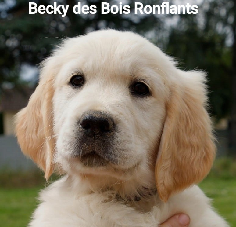 Becky des Bois Ronflants