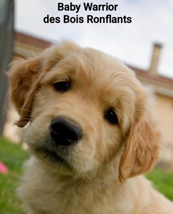 Baby Warrior des Bois Ronflants