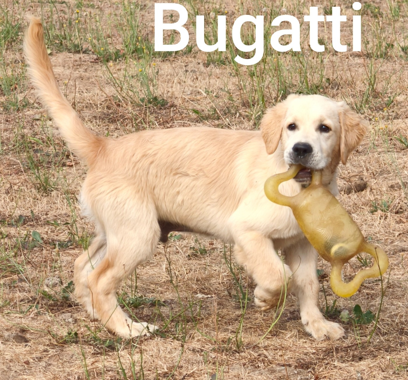 Bugatti des Bois Ronflants