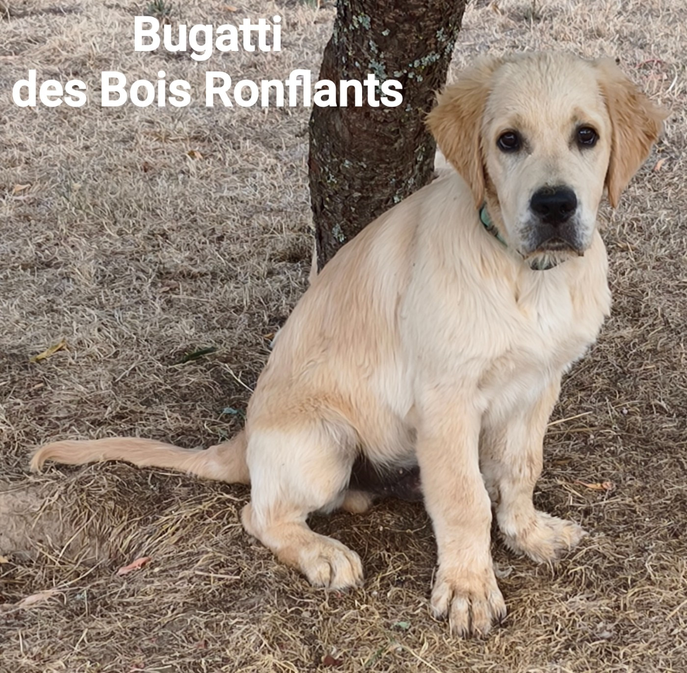 Bugatti des Bois Ronflants
