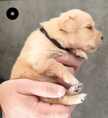 Les chiots de Golden Retriever