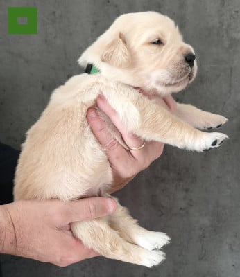 Les chiots de Golden Retriever