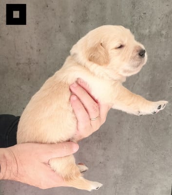 Les chiots de Golden Retriever