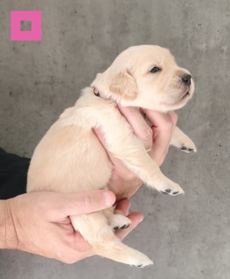 Les chiots de Golden Retriever